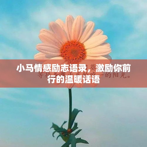 小马情感励志语录,激励你前行的温暖话语