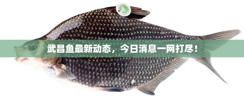 武昌鱼最新动态,今日消息一网打尽!