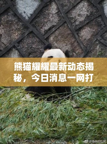 熊猫耀耀最新动态揭秘,今日消息一网打尽!