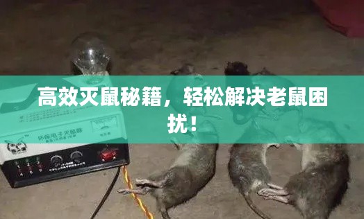 高效灭鼠秘籍,轻松解决老鼠困扰!