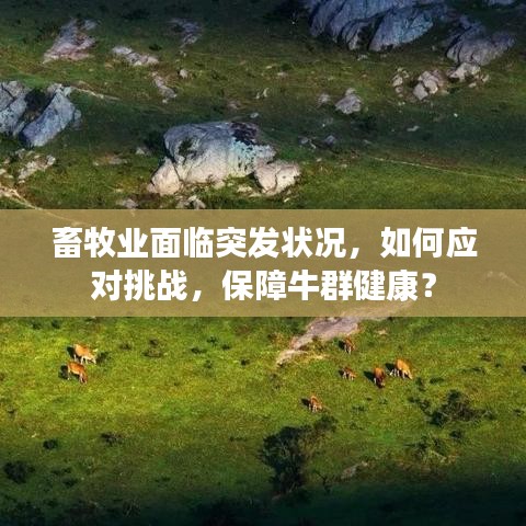 畜牧业面临突发状况,如何应对挑战,保障牛群健康?