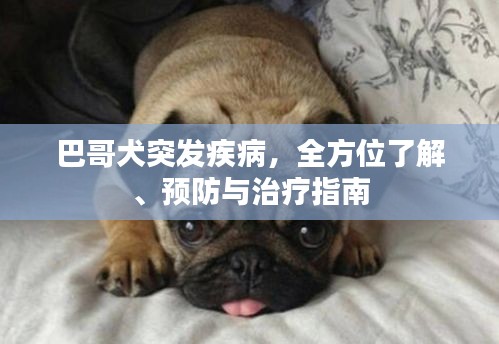 巴哥犬突发疾病,全方位了解、预防与治疗指南