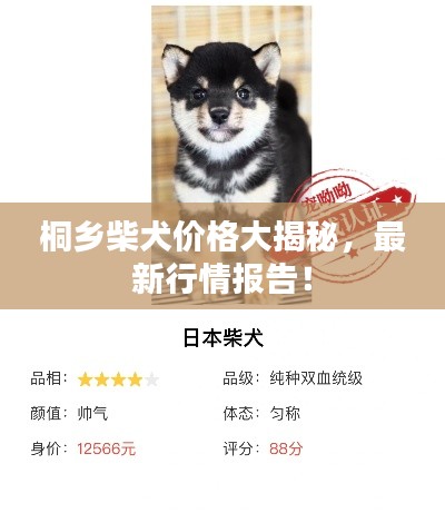 桐乡柴犬价格大揭秘,最新行情报告!