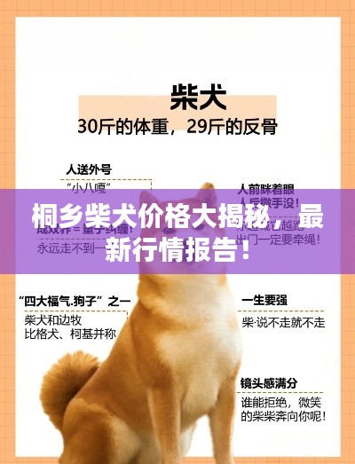 桐乡柴犬价格大揭秘,最新行情报告!