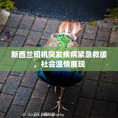 新西兰司机突发疾病紧急救援,社会温情展现