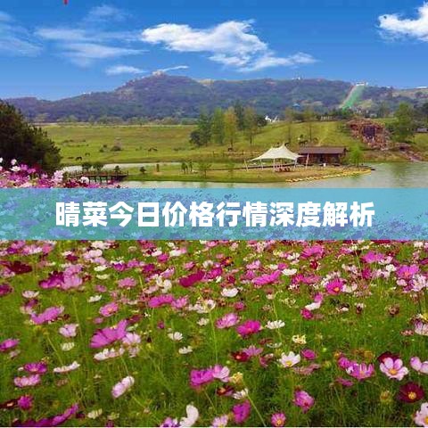 晴菜今日价格行情深度解析