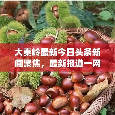 大秦岭最新今日头条新闻聚焦,最新报道一网打尽