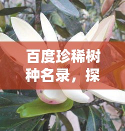 百度珍稀树种名录,探寻绿色宝藏,一睹自然奇珍