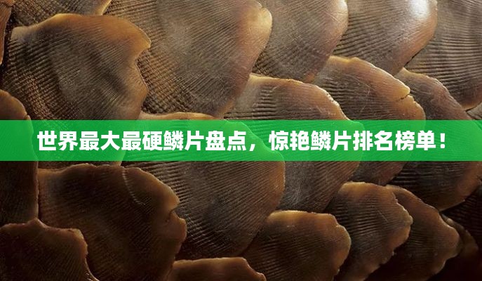 世界最大最硬鳞片盘点,惊艳鳞片排名榜单!