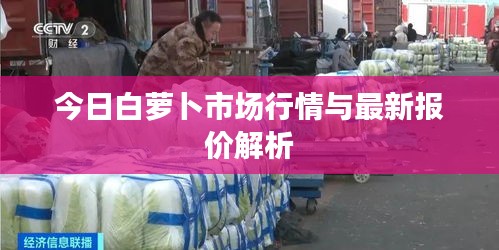 今日白萝卜市场行情与最新报价解析