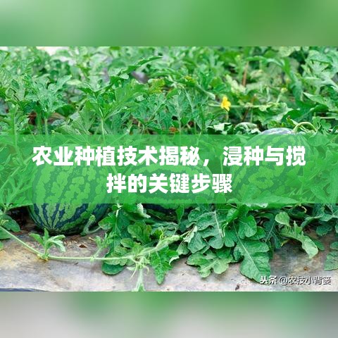 农业种植技术揭秘,浸种与搅拌的关键步骤
