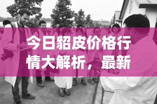 今日貂皮价格行情大解析,最新市场动态,全面了解行情!