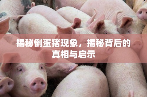 揭秘倒蛋猪现象,揭秘背后的真相与启示