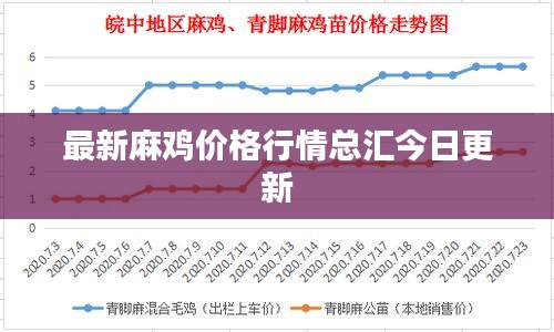 最新麻鸡价格行情总汇今日更新