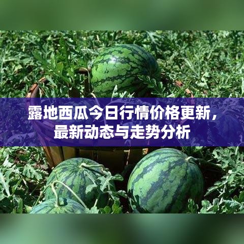 露地西瓜今日行情价格更新,最新动态与走势分析