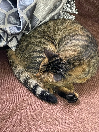 坏猫猫旧版本,安全性策略评估_PT_v8.965