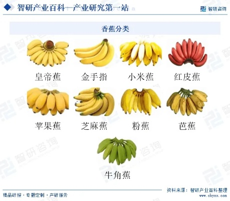 香蕉下载官方,实地设计评估方案_扩展版_v8.509