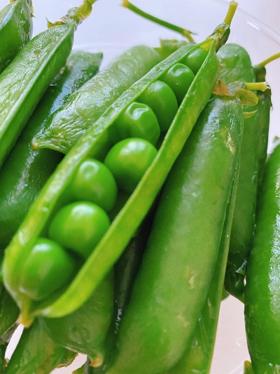 豌豆夹官方下载,实地研究解释定义_GT_v3.183